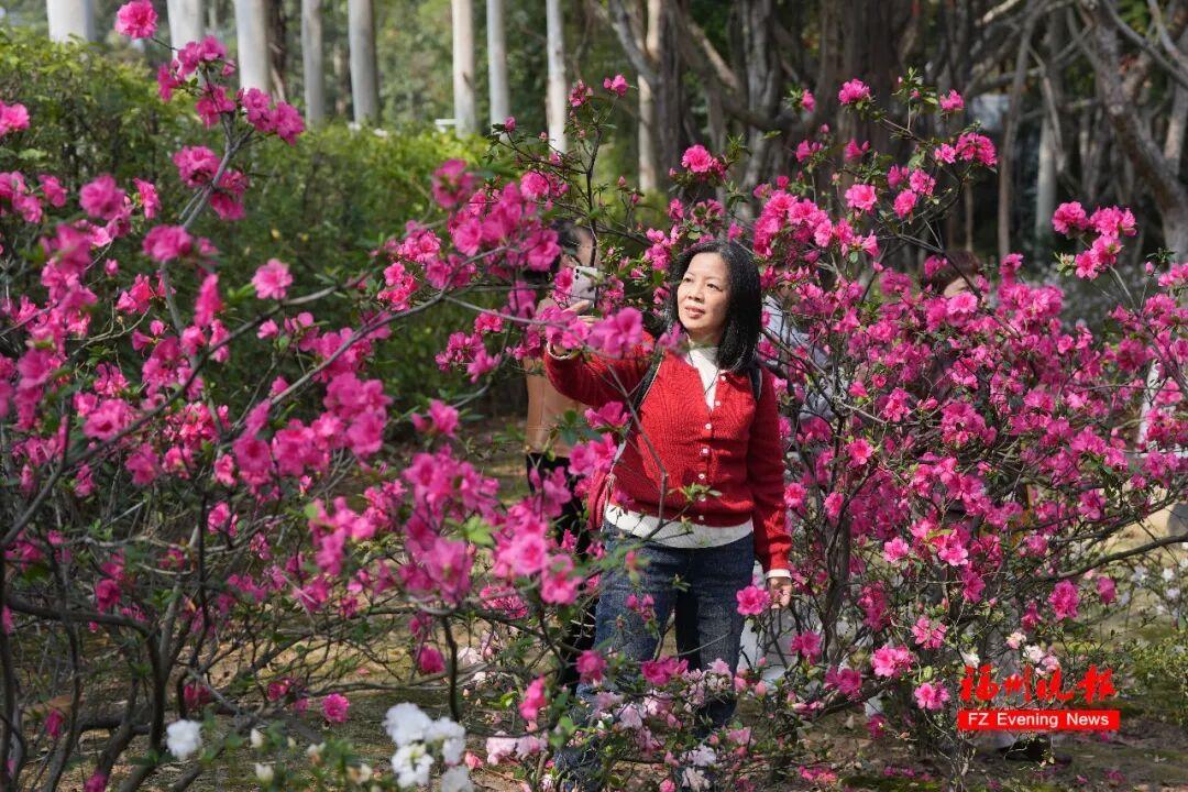 3万多株！福州将现成片杜鹃花海！为期一个多月