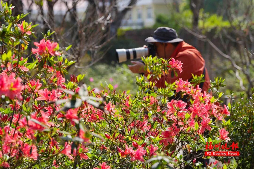 3万多株！福州将现成片杜鹃花海！为期一个多月