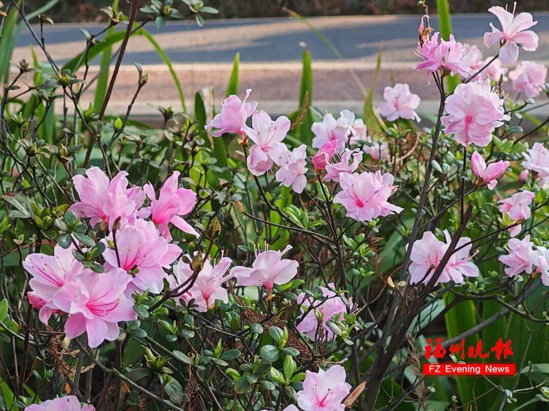 3万多株！福州将现成片杜鹃花海！为期一个多月