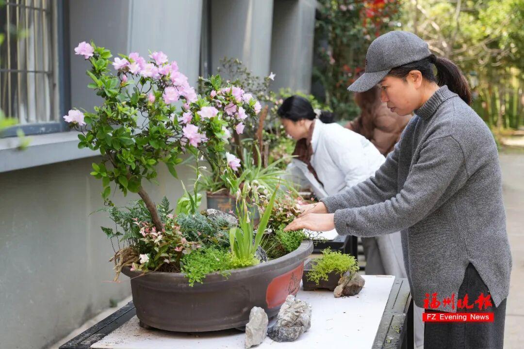 3万多株！福州将现成片杜鹃花海！为期一个多月