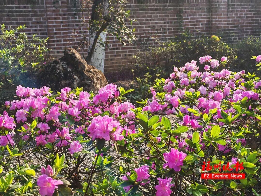 3万多株！福州将现成片杜鹃花海！为期一个多月