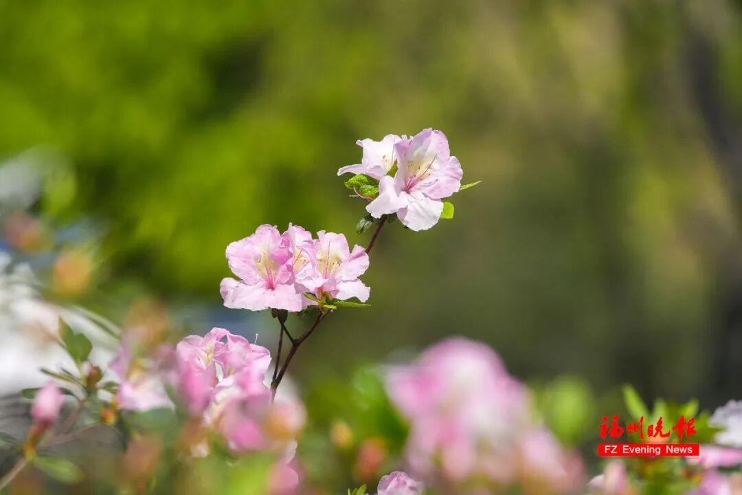 3万多株！福州将现成片杜鹃花海！为期一个多月