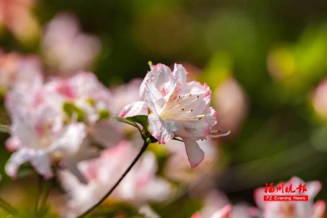 3万多株！福州将现成片杜鹃花海！为期一个多月