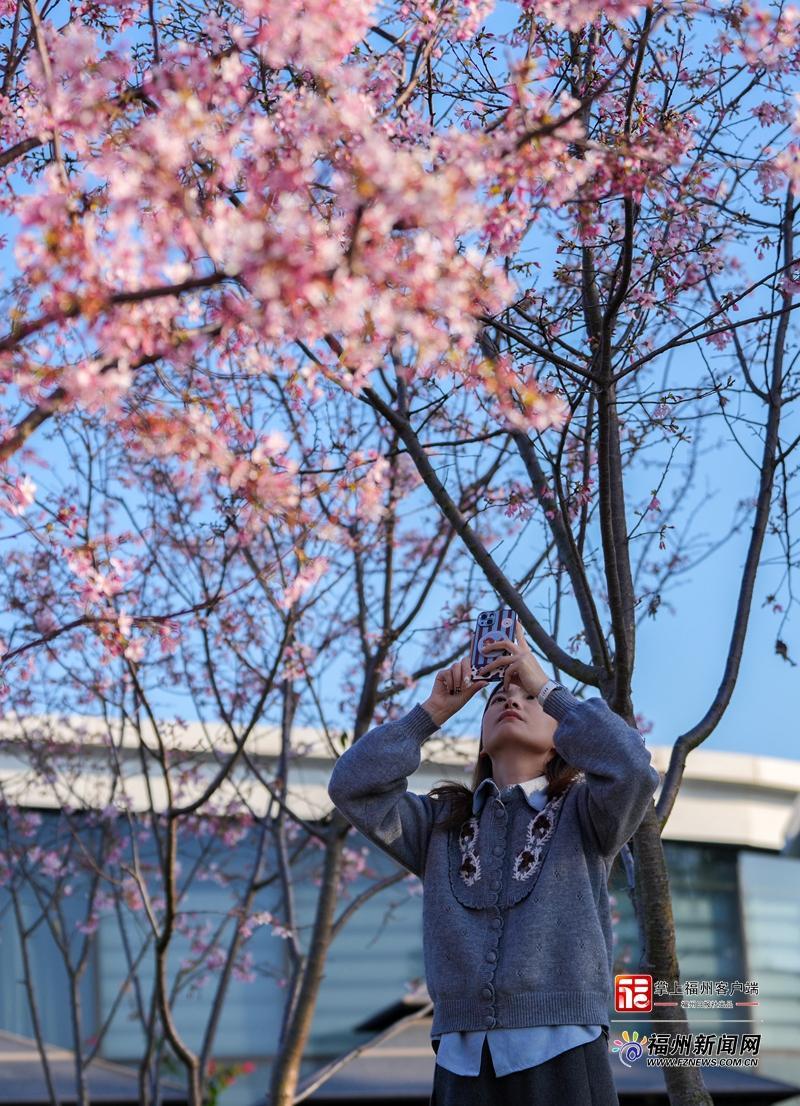 春日限定！福州金鸡山公园新品种樱花惊艳绽放