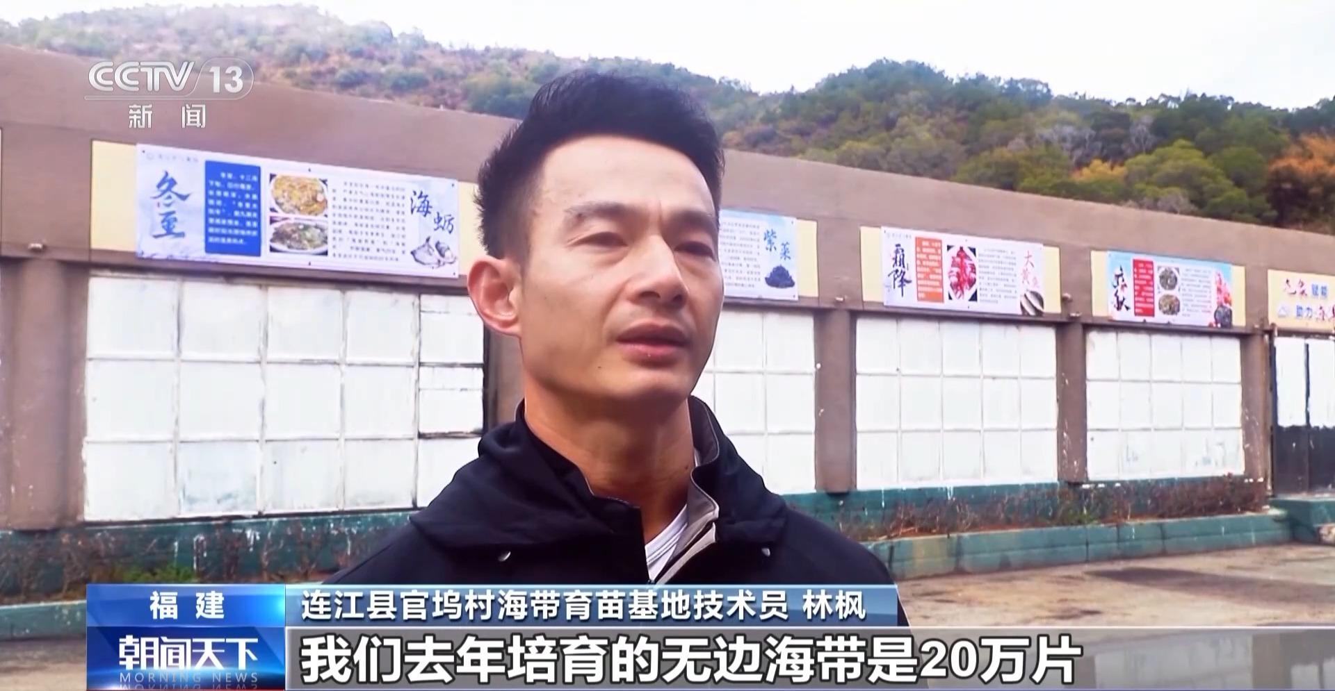 央视关注连江：“无边海带”丰收 良种攻关筑强“蓝色粮仓”