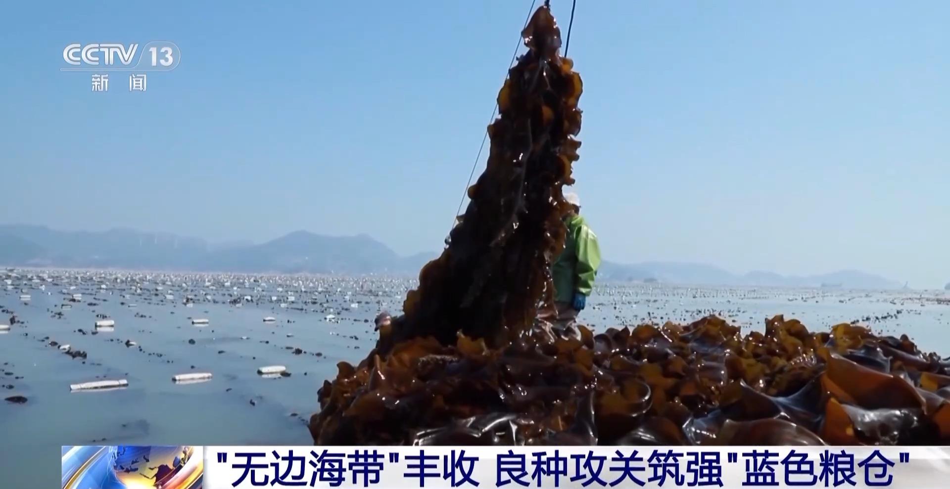 央视关注连江：“无边海带”丰收 良种攻关筑强“蓝色粮仓”