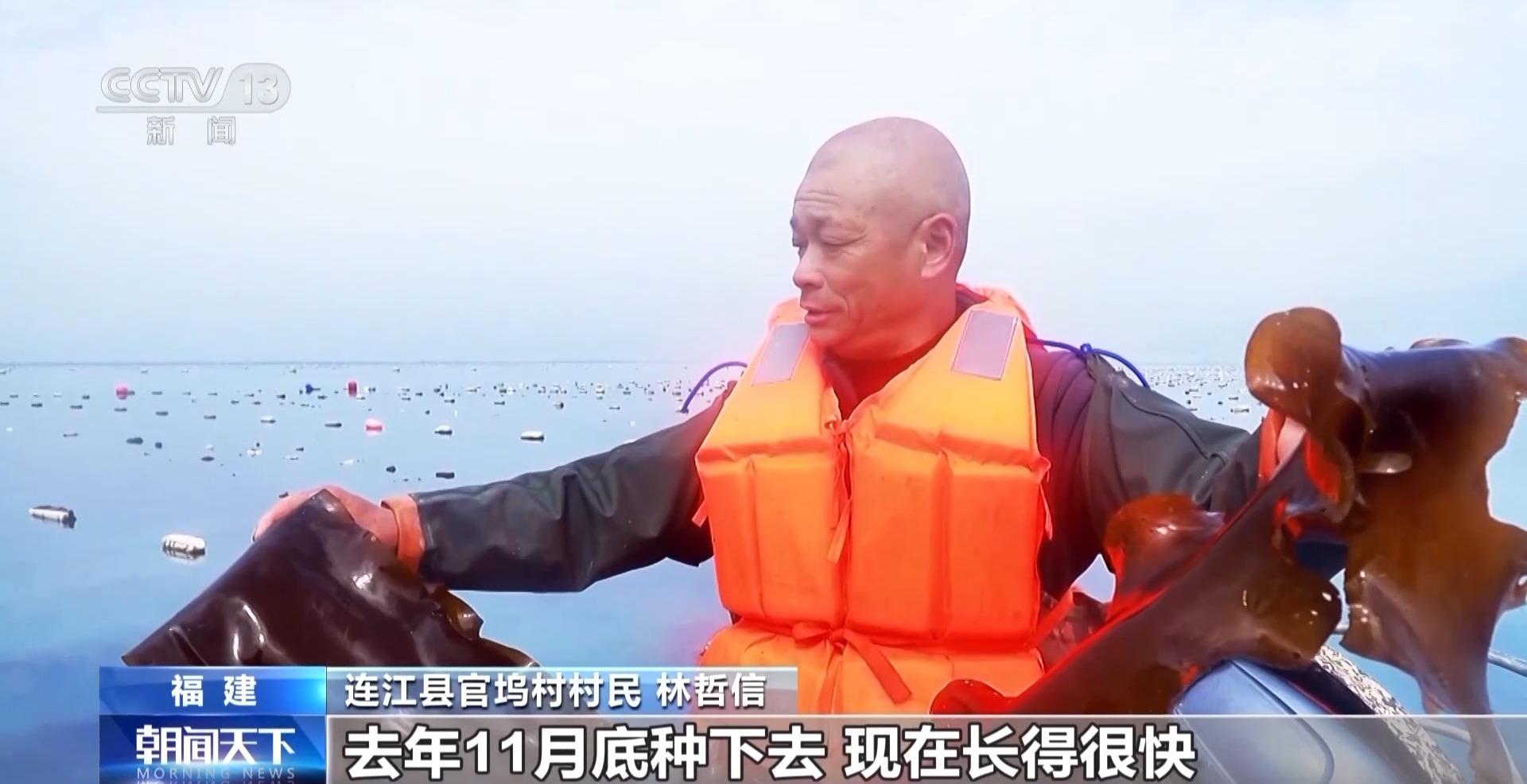 央视关注连江：“无边海带”丰收 良种攻关筑强“蓝色粮仓”