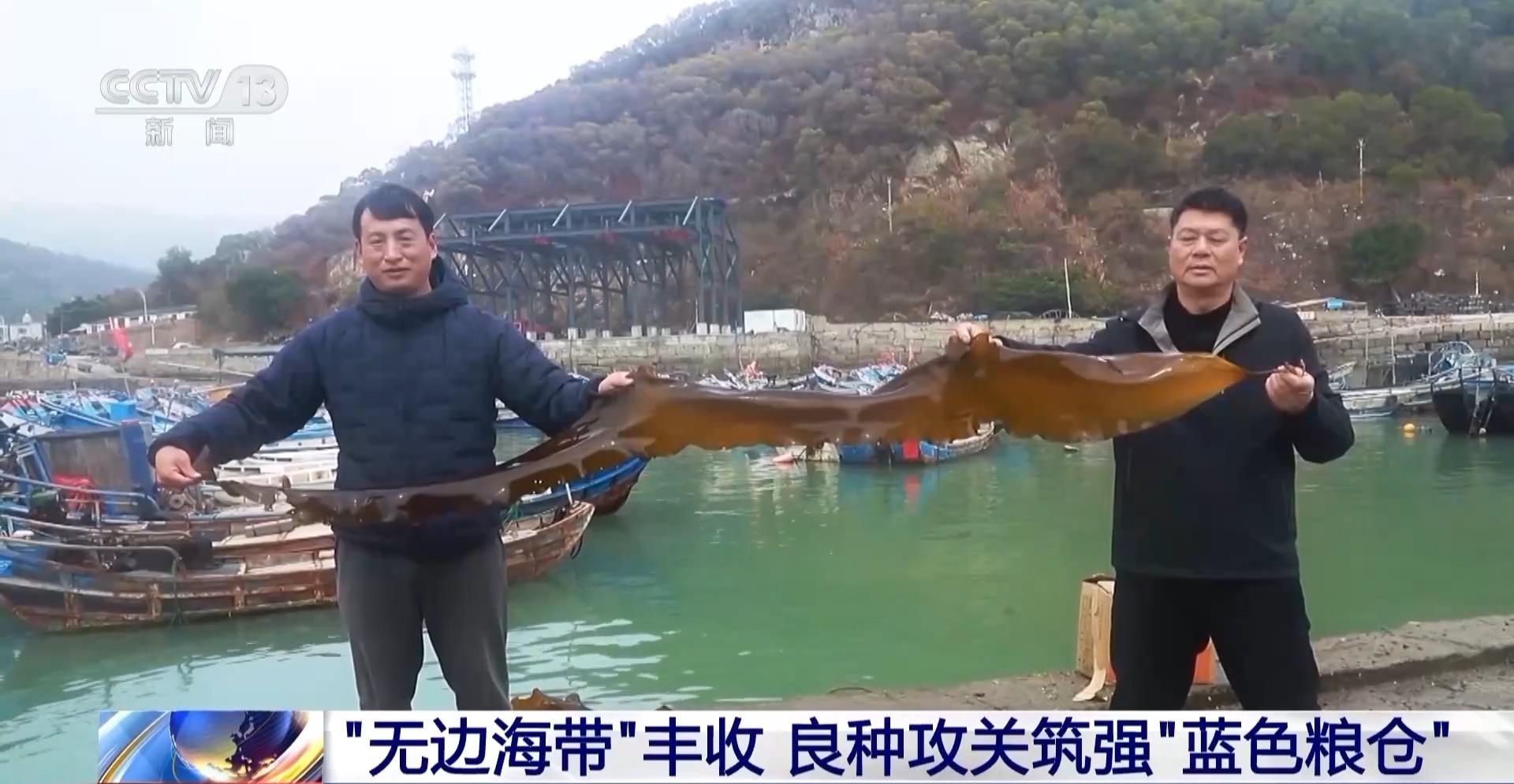 央视关注连江：“无边海带”丰收 良种攻关筑强“蓝色粮仓”