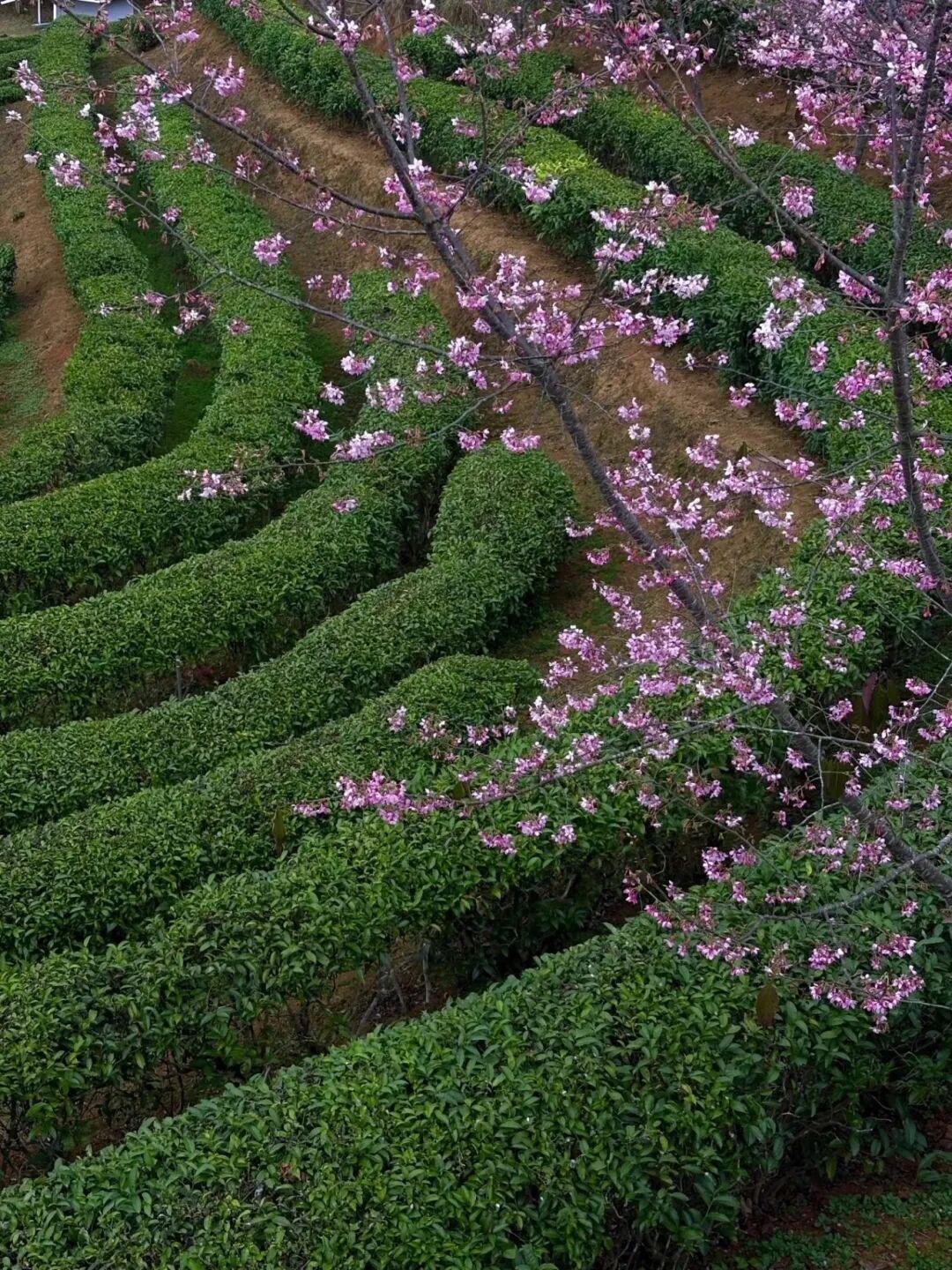 太惬意了！来晋安，“逛春日”！