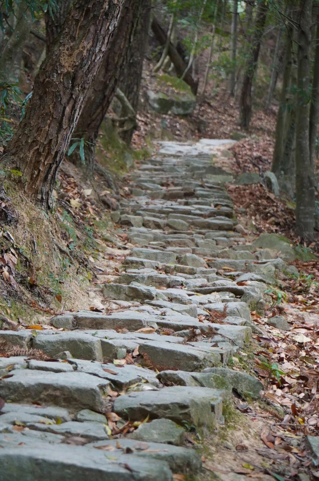 太惬意了！来晋安，“逛春日”！