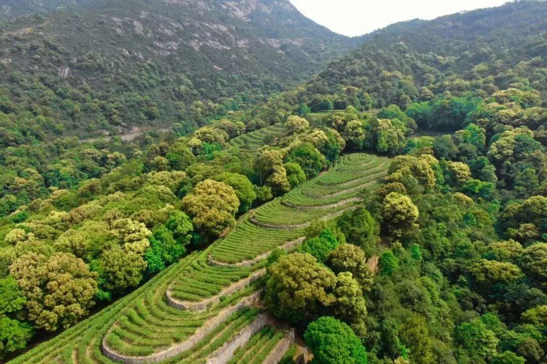 太惬意了！来晋安，“逛春日”！