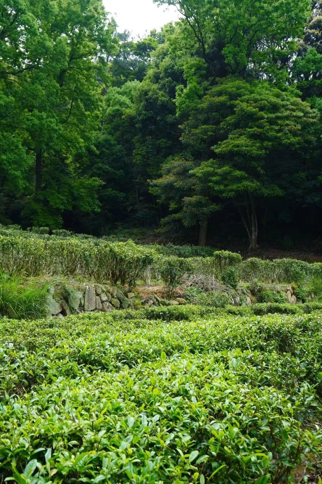 太惬意了！来晋安，“逛春日”！