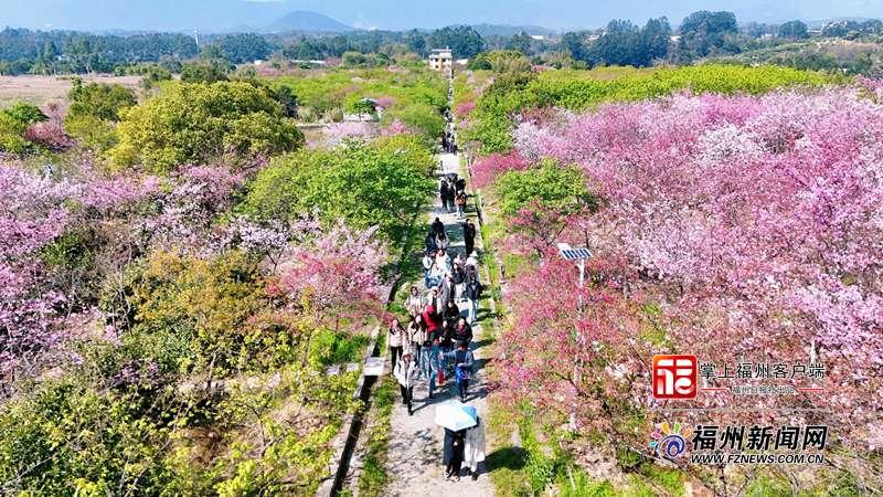 走，去连江赴一场晚樱之约