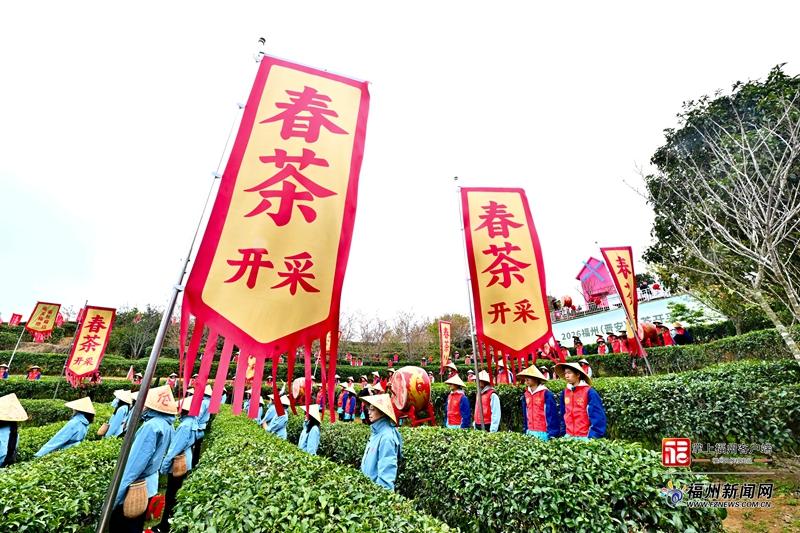 山海来讯|福州春茶开采!一起看春山上的新茶事 山海来讯|福州春茶开采!一起看春山上的新茶事