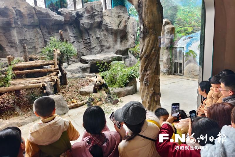 百姓茶摊｜赴一场熊猫之约