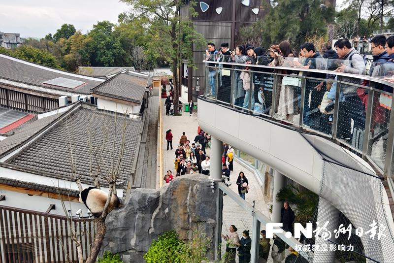 百姓茶摊｜赴一场熊猫之约