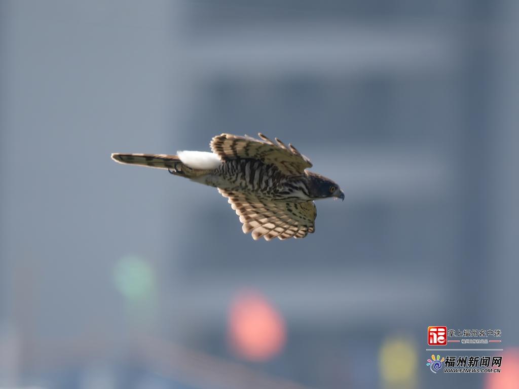鸟界“明星”凤头鹰夫妇在金鸡山安家