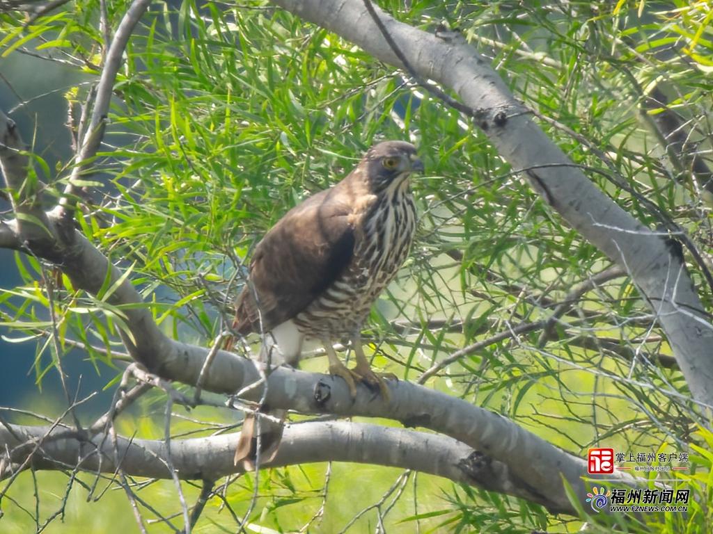 鸟界“明星”凤头鹰夫妇在金鸡山安家