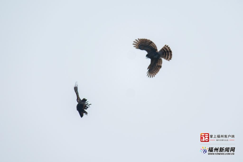 鸟界“明星”凤头鹰夫妇在金鸡山安家