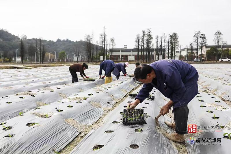 县在发生｜满满“科技范”！福州春耕“卷”起来了