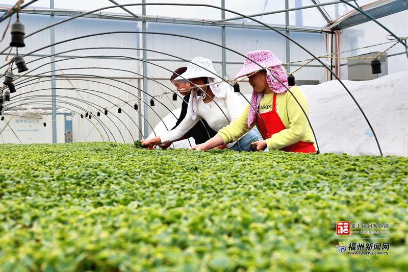 县在发生｜满满“科技范”！福州春耕“卷”起来了