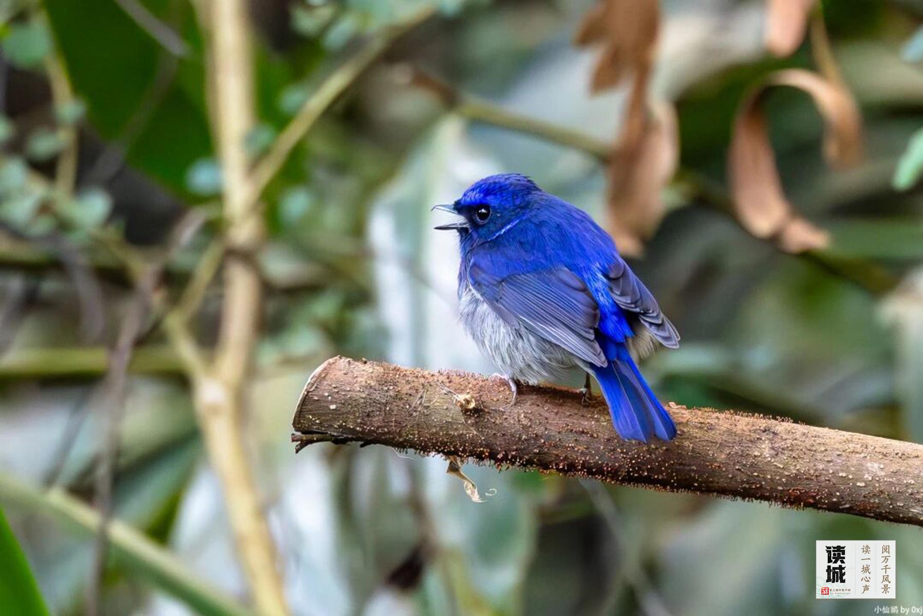 读城｜今日春分！恰逢一城花开，平分这份美好