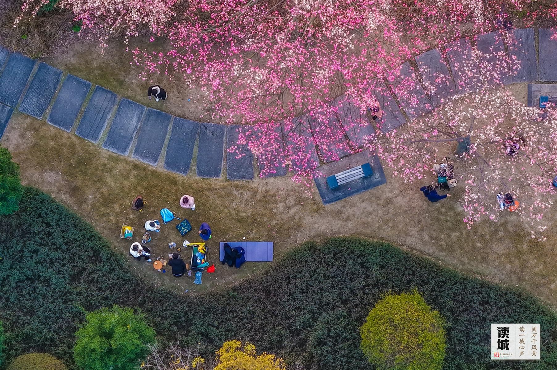 读城｜今日春分！恰逢一城花开，平分这份美好