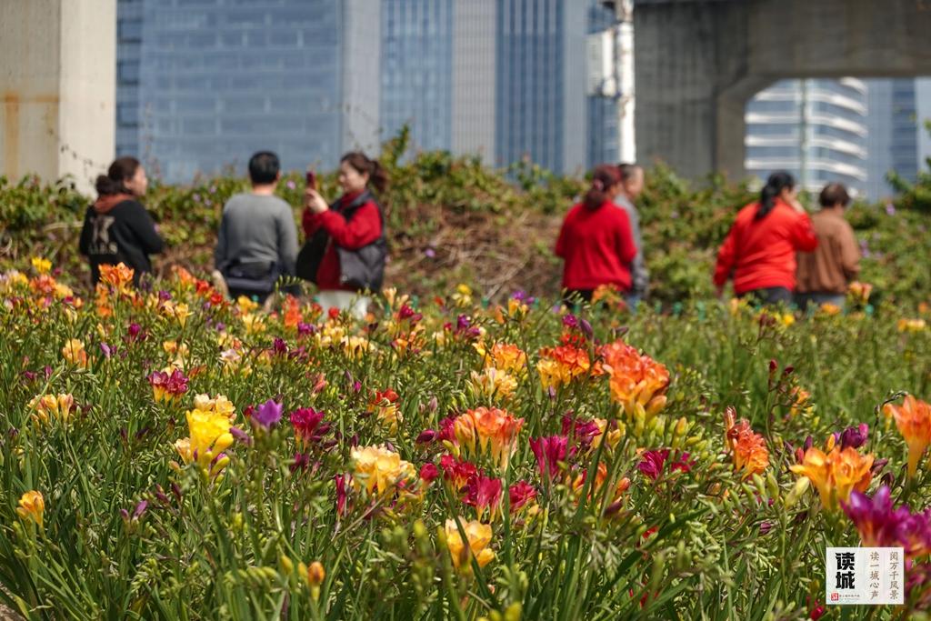 读城｜今日春分！恰逢一城花开，平分这份美好