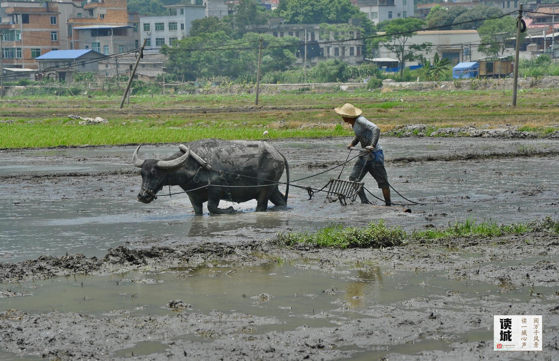 读城｜今日春分！恰逢一城花开，平分这份美好
