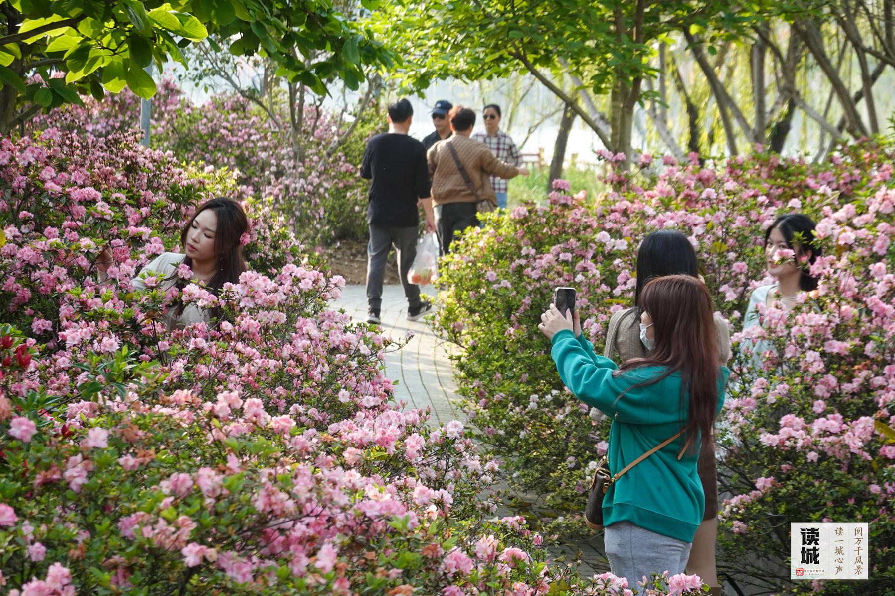 读城｜今日春分！恰逢一城花开，平分这份美好