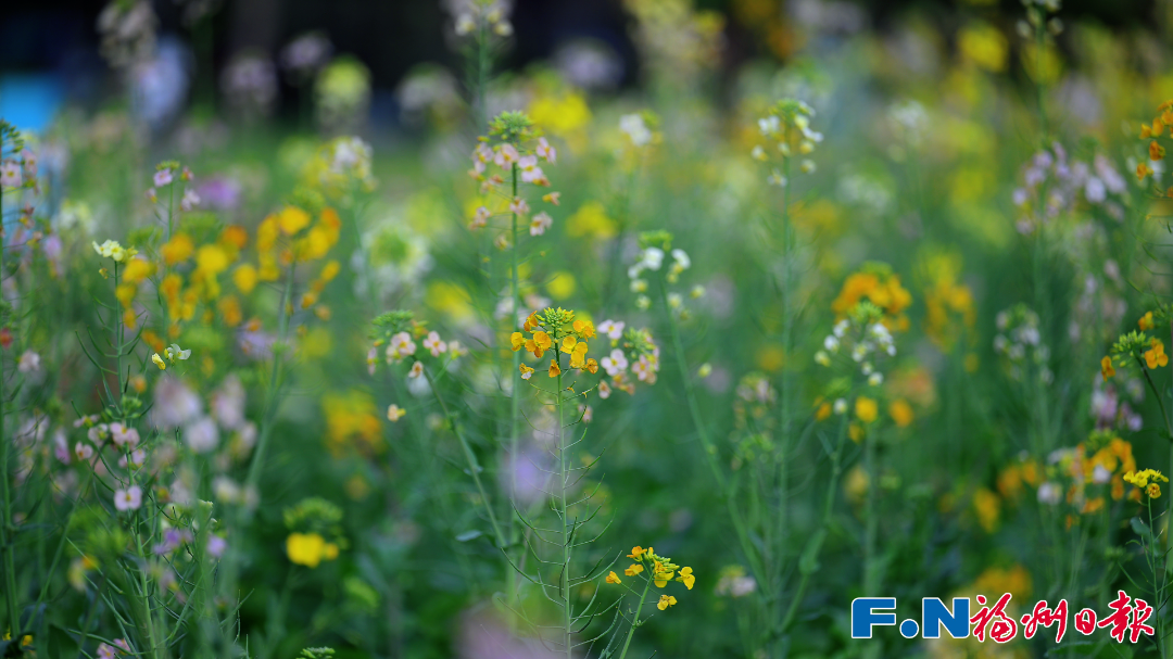 春分恰逢“龙抬头”，福州天气也要“龙抬头”，升温就在……