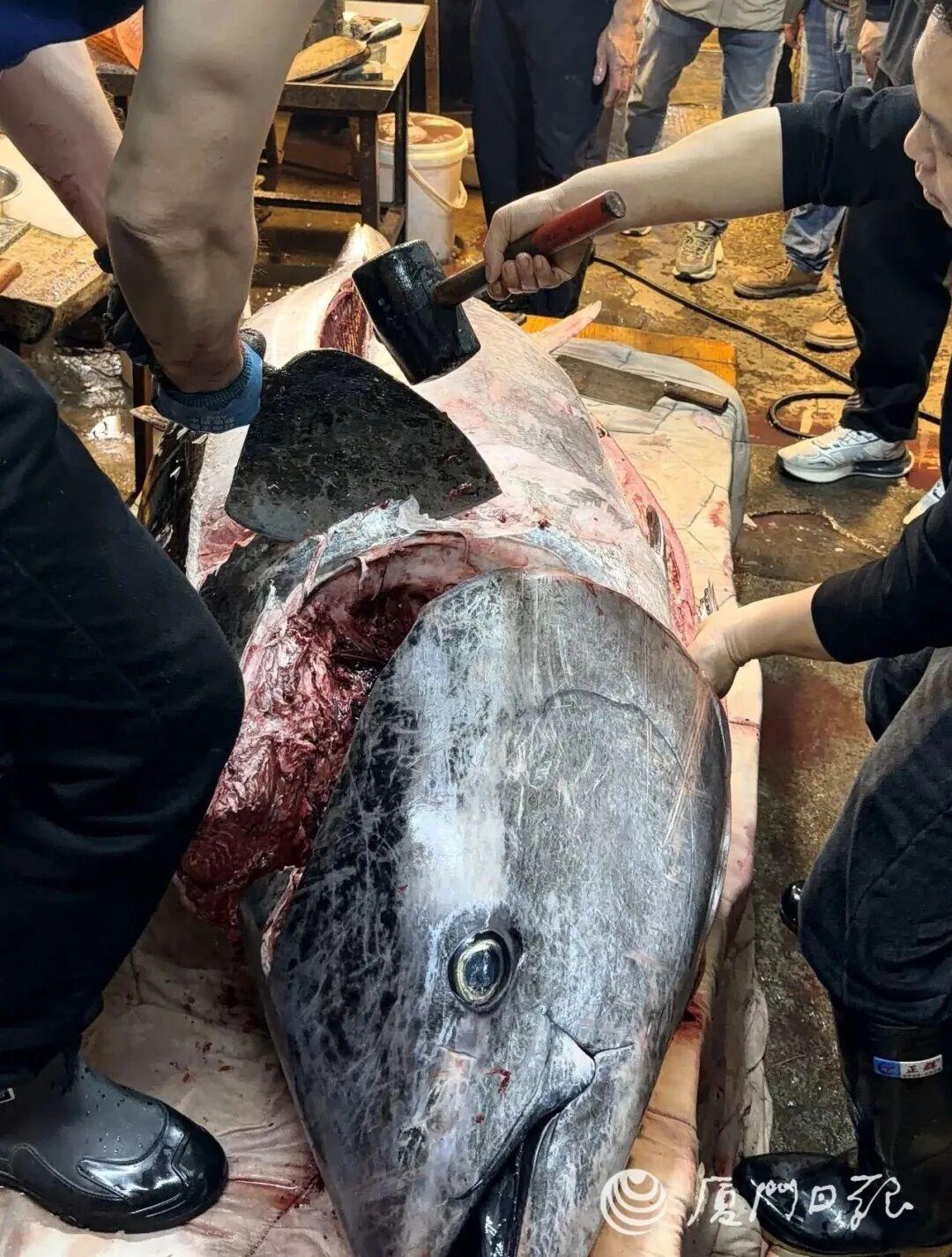 福建有人钓到560斤重金枪鱼！