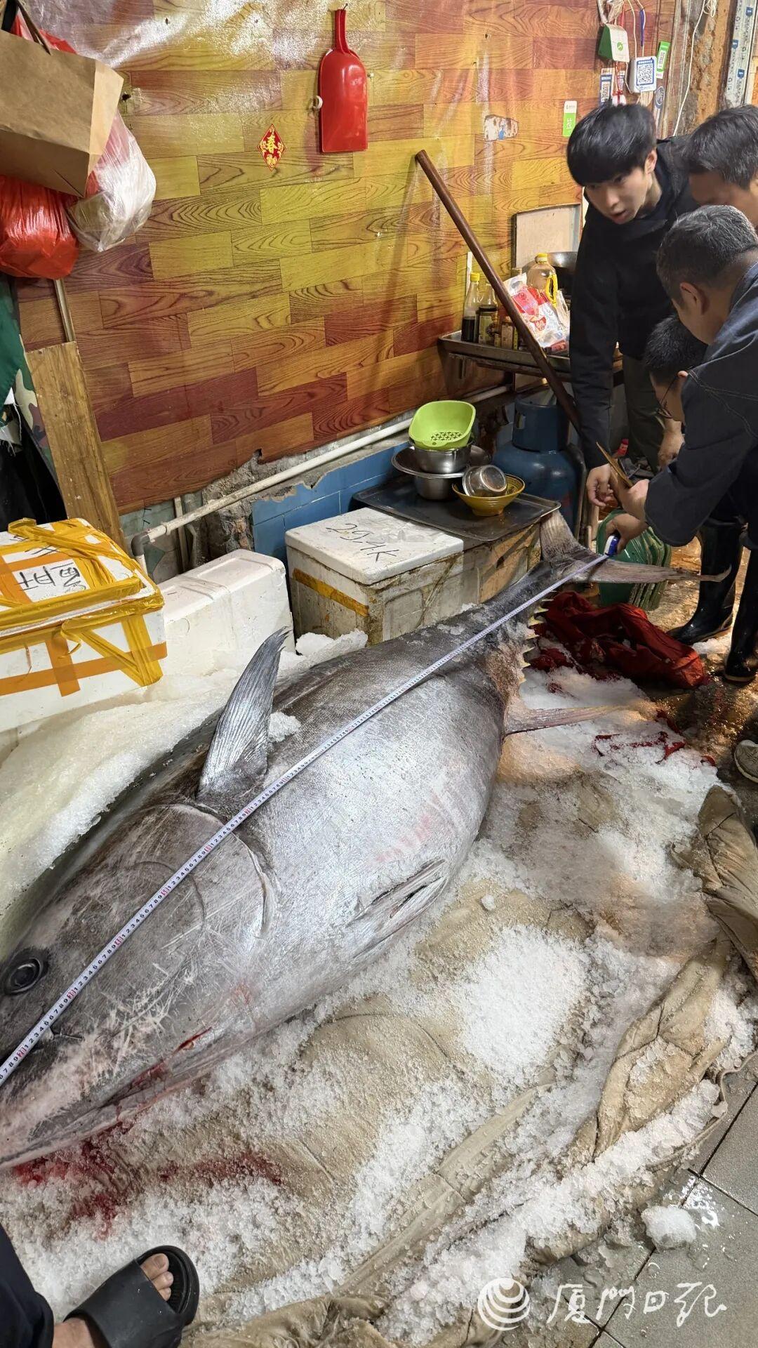 福建有人钓到560斤重金枪鱼！