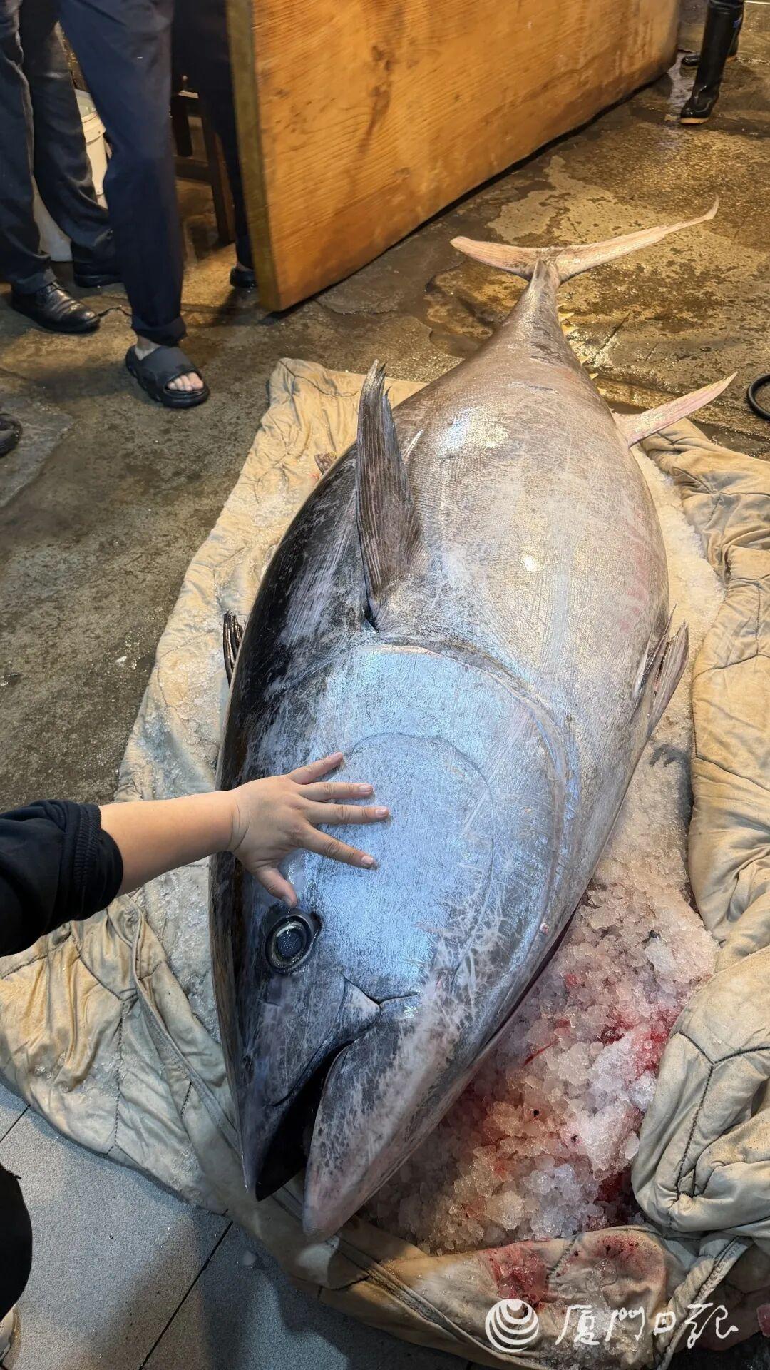 福建有人钓到560斤重金枪鱼！