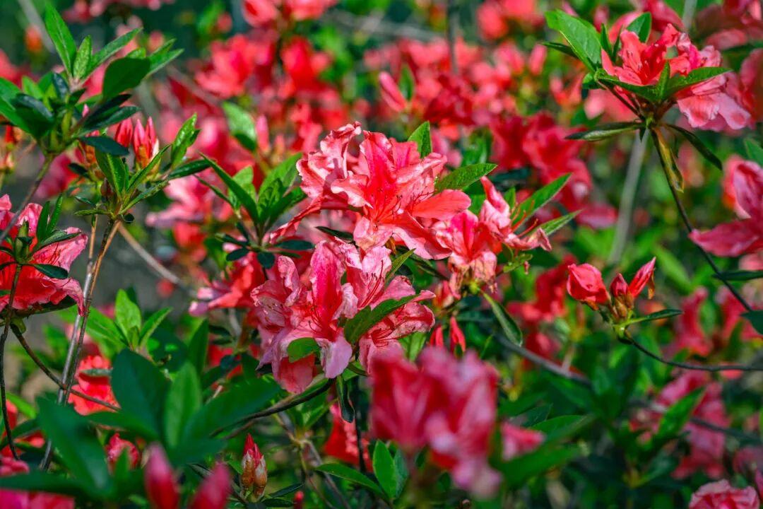 太美了！杜鹃花+木绣球同步盛放！就在晋安
