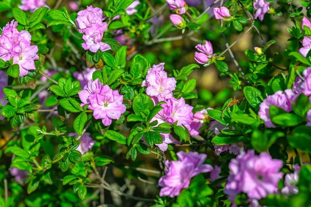 太美了！杜鹃花+木绣球同步盛放！就在晋安