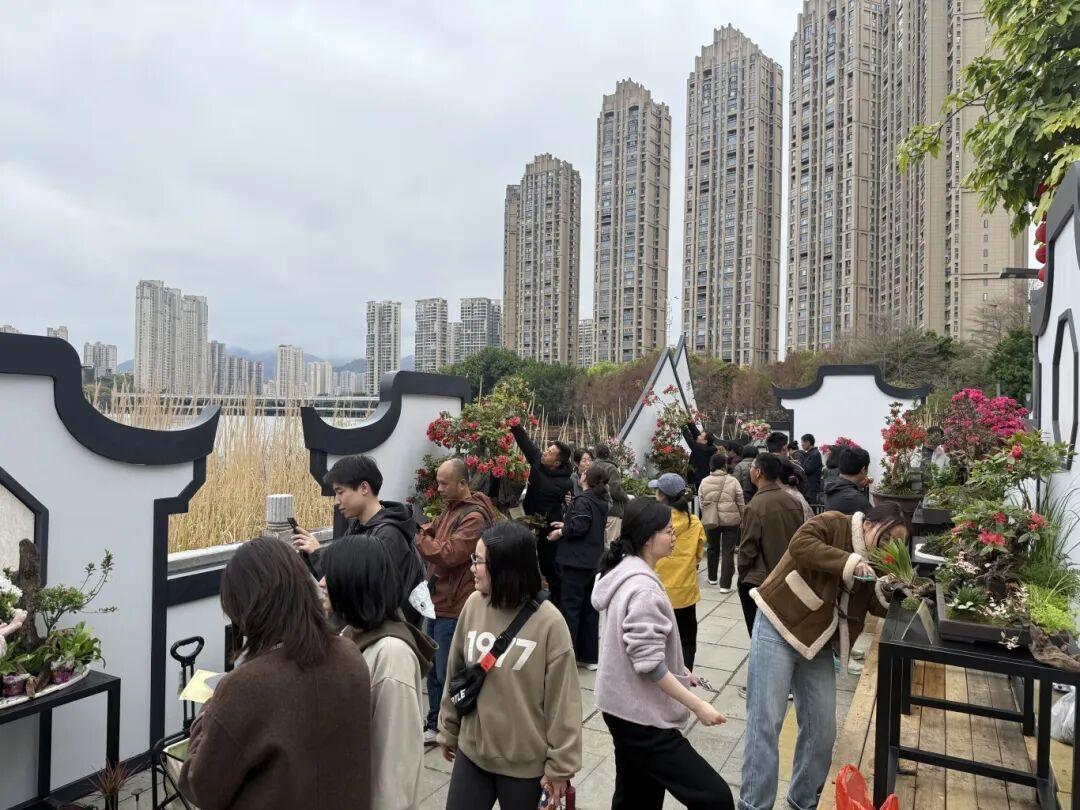 太美了！杜鹃花+木绣球同步盛放！就在晋安