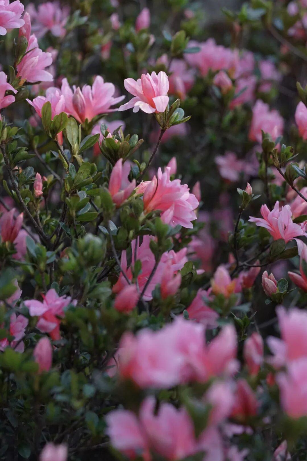 太美了！杜鹃花+木绣球同步盛放！就在晋安