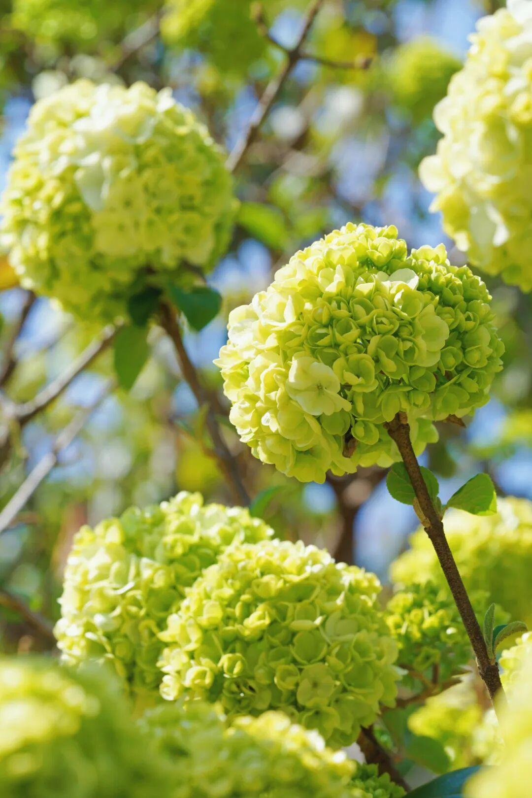 太美了！杜鹃花+木绣球同步盛放！就在晋安