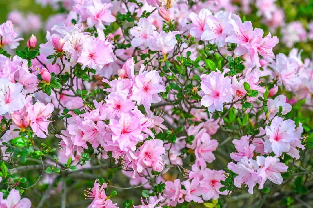 太美了！杜鹃花+木绣球同步盛放！就在晋安