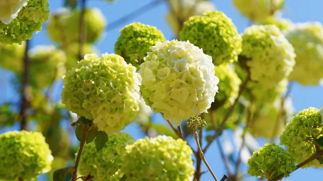 太美了！杜鹃花+木绣球同步盛放！就在晋安