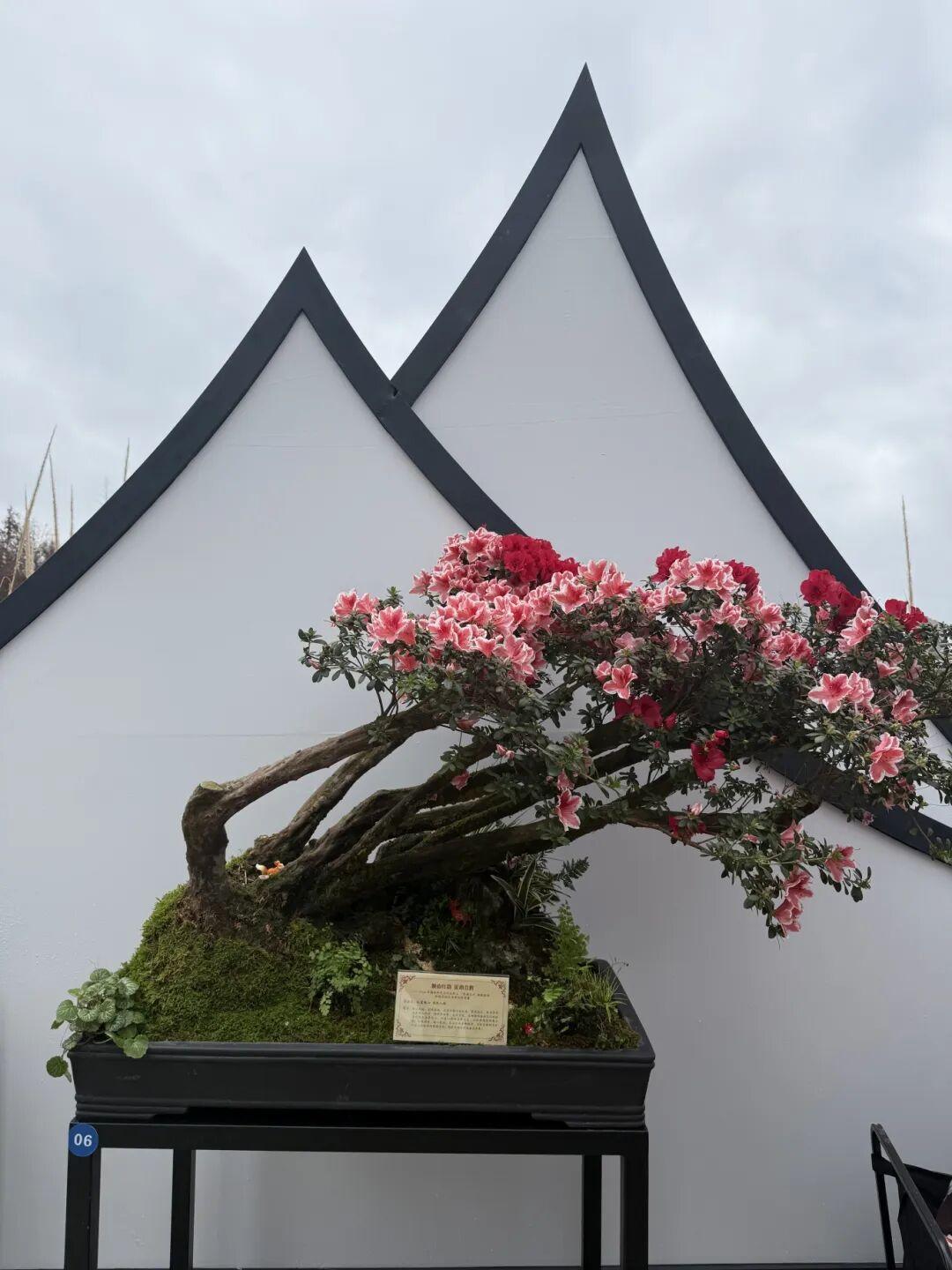 太美了！杜鹃花+木绣球同步盛放！就在晋安