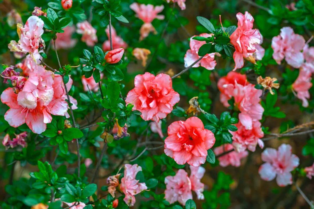 太美了！杜鹃花+木绣球同步盛放！就在晋安