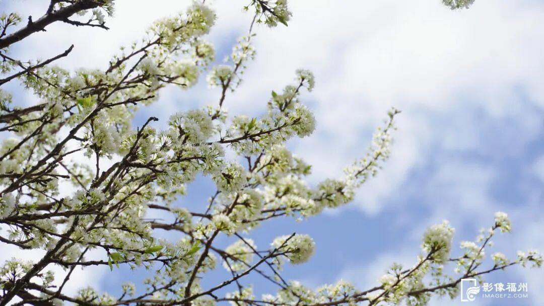 走！跟着诗词游春天里的福州