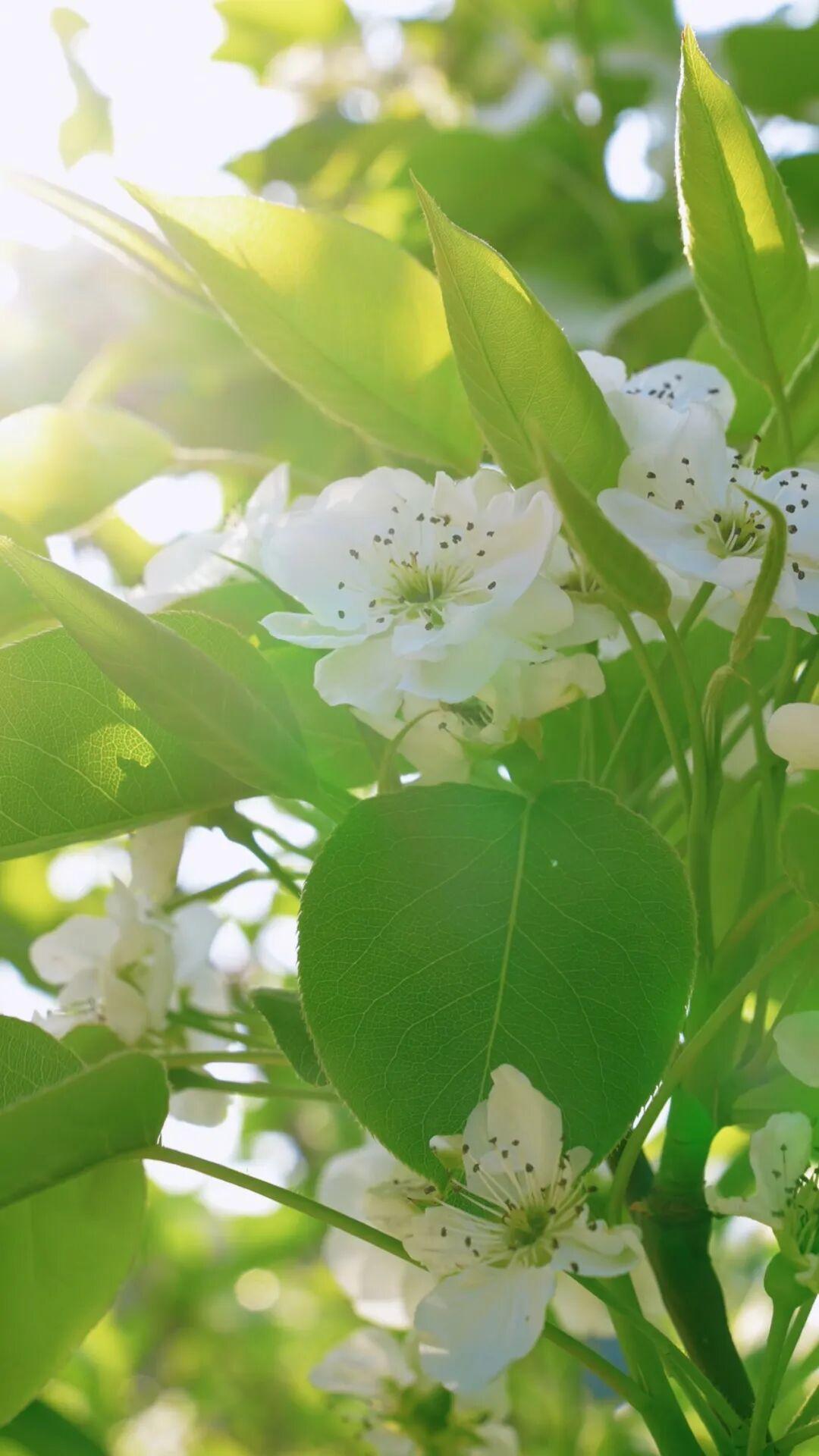 粉的、黄的、白的绽放！福州多地花开