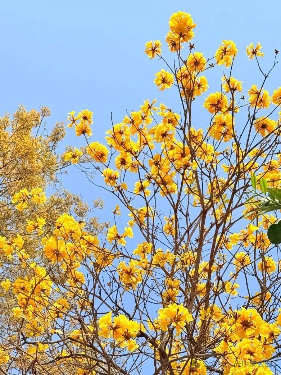 粉的、黄的、白的绽放！福州多地花开