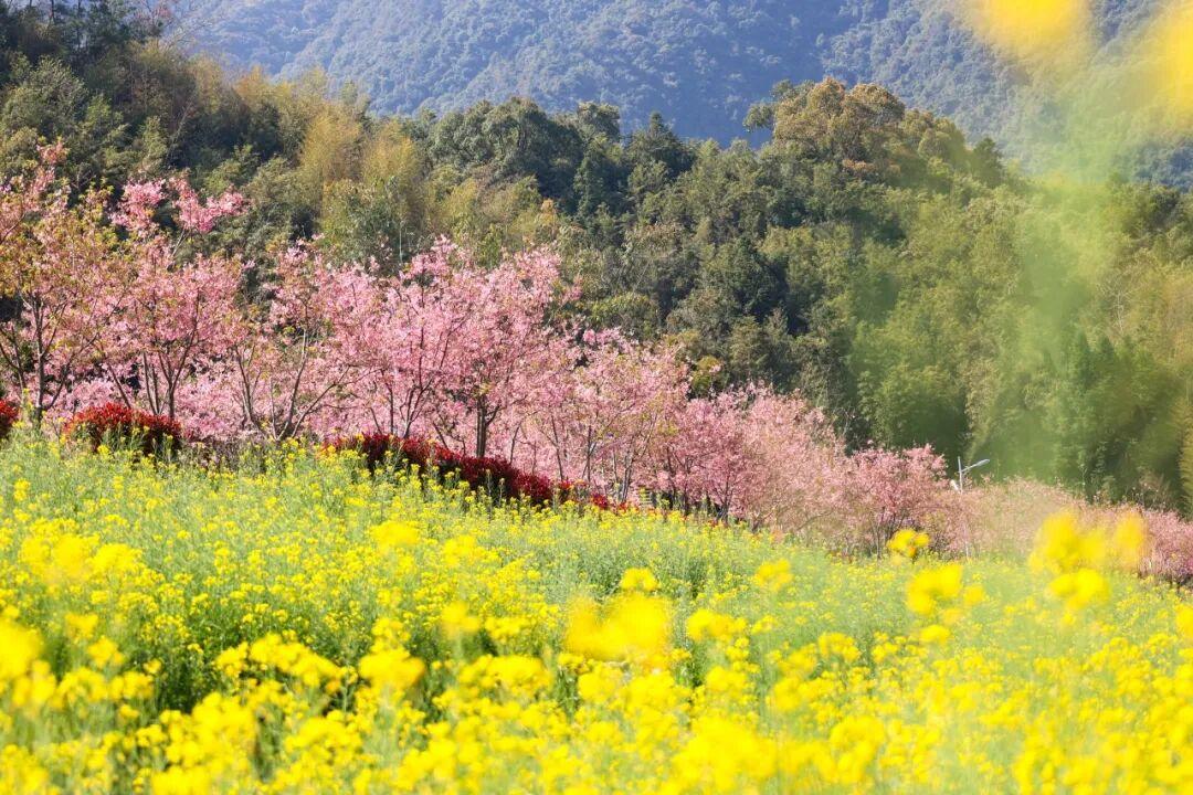 粉的、黄的、白的绽放！福州多地花开