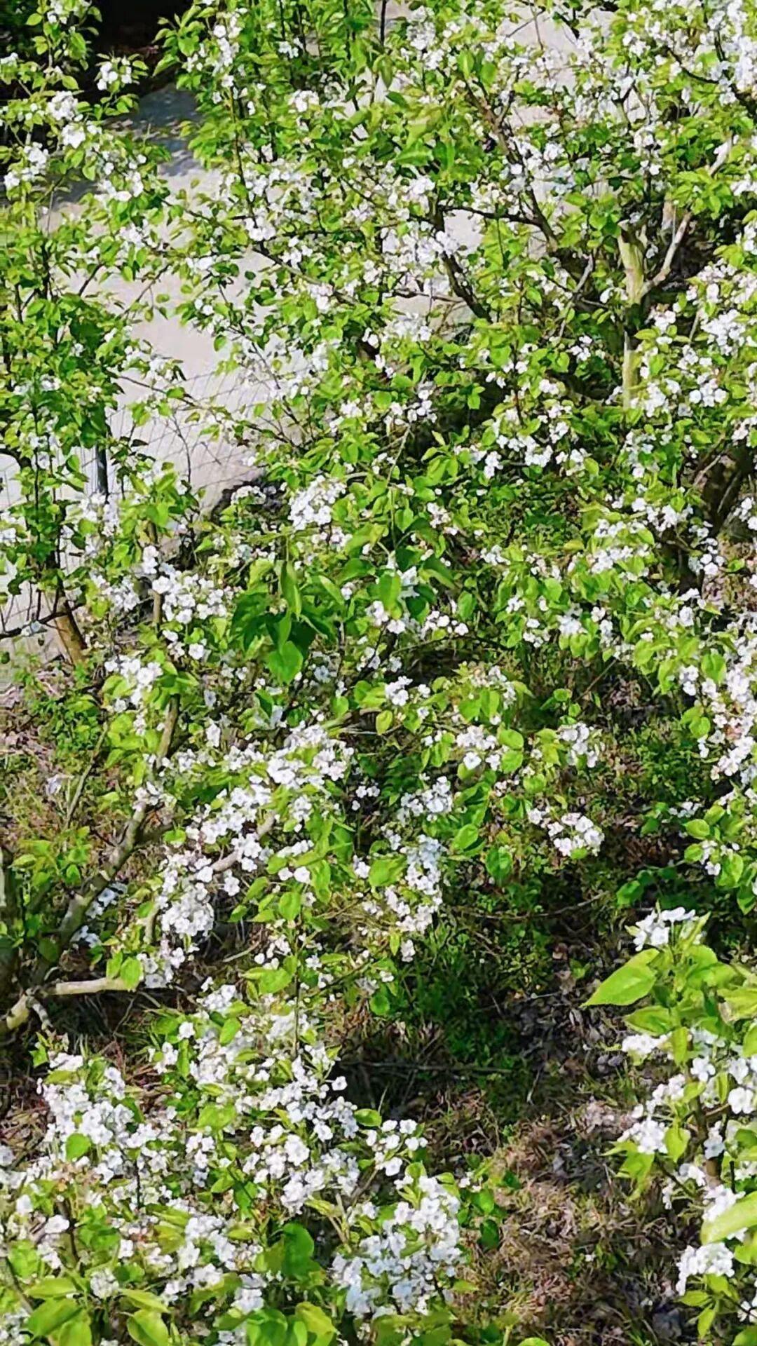 粉的、黄的、白的绽放！福州多地花开