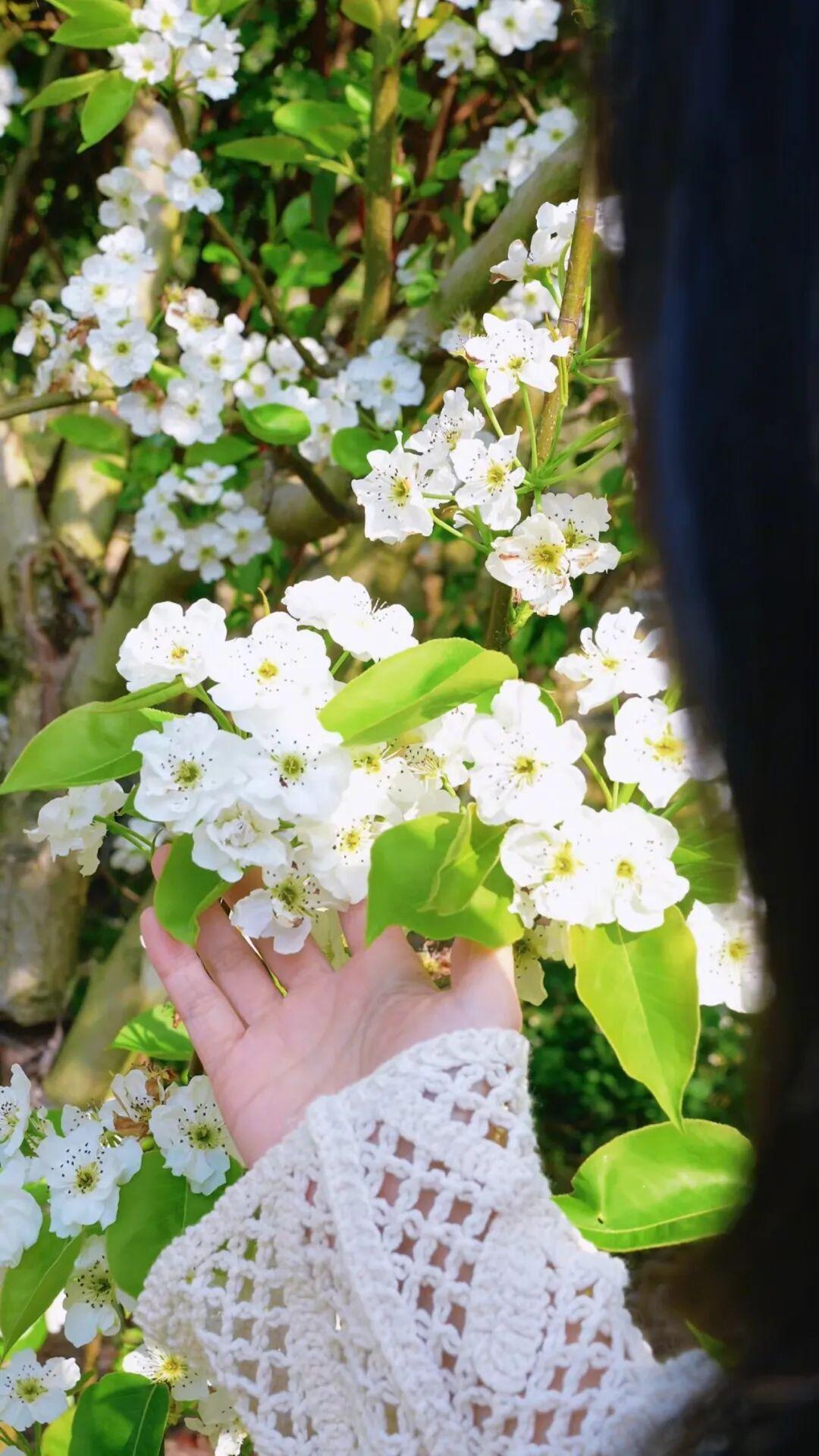 粉的、黄的、白的绽放！福州多地花开