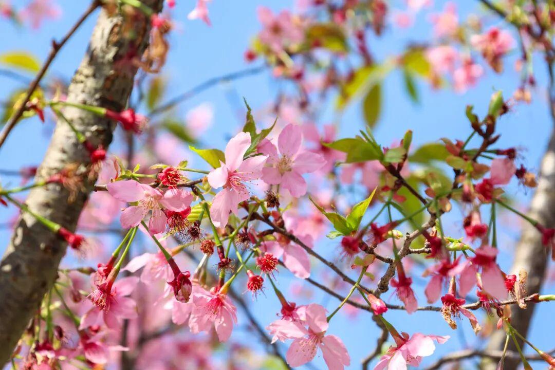 粉的、黄的、白的绽放！福州多地花开